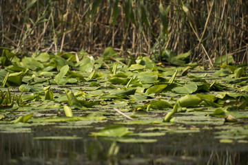 Beautiful white waterlily in the Danube Delta, Romania, on summer day