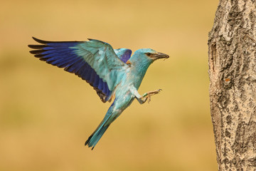 European Roller in flight