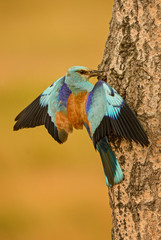 European Roller on the nest