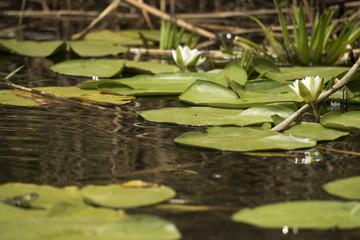 Beautiful white waterlily in the Danube Delta, Romania, on summer day