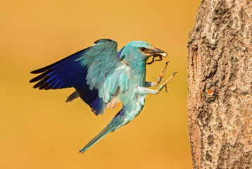 European Roller landing on the nest