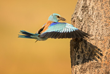 European Roller flying to the nest