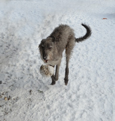 Naklejka premium Scottish Deerhound play with a ball in snow.