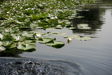 Beautiful white waterlily in the Danube Delta, Romania, on summer day