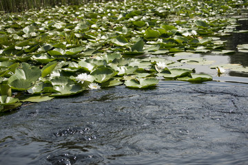 Obraz na płótnie Canvas Beautiful white waterlily in the Danube Delta, Romania, on summer day