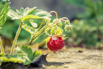 Growing red delicacy strawberry.