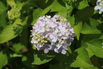 白色の紫陽花