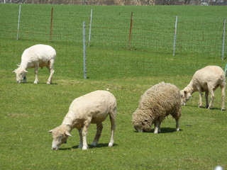 羊ケ丘公園の羊