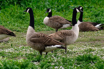 Canadian geese at Duddingston Loch, Scotland