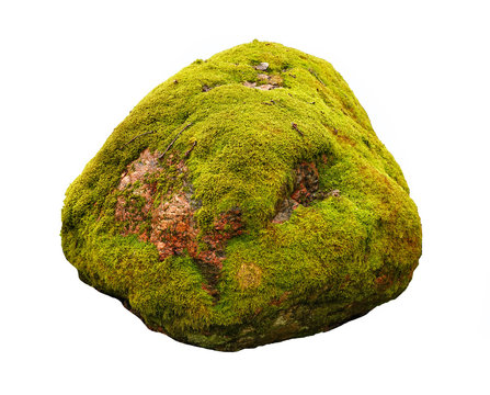 Fototapeta Large stone covered with green moss isolated on white background.