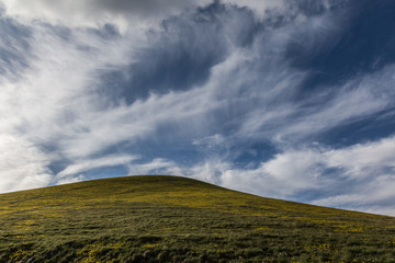 A hill fully covered by yellow flowers, beneath a blue sky with white clouds