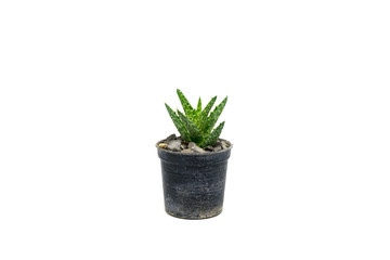 Fototapeta premium Cactus isolated on white background
