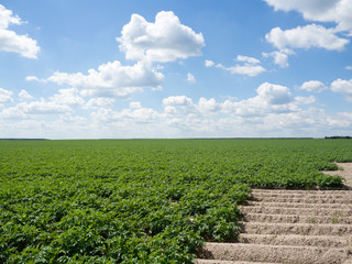 Fototapeta na wymiar Field of potato cultivation 