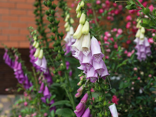 Lush flowering of pink, purple and white foxglove in the summer garden.
