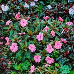 Pink flower and green leaf in nature