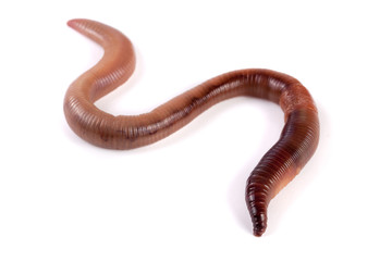 one earthworms isolated on white background - obrazy, fototapety, plakaty