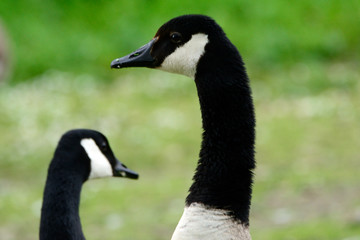 Canadian geese at Duddingston Loch, Scotland