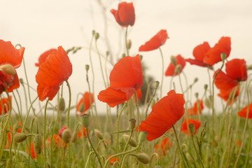 wild red poppies countryside field with cloudless sky