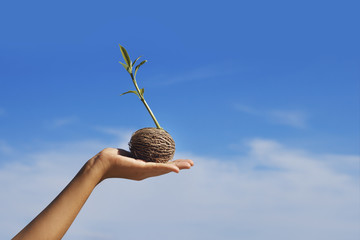 young sprout in hand at blue sky background