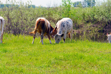 Obraz na płótnie Canvas Two cows graze on a green meadow