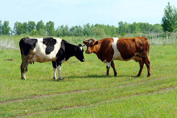 Two cows stand in a meadow near the forest