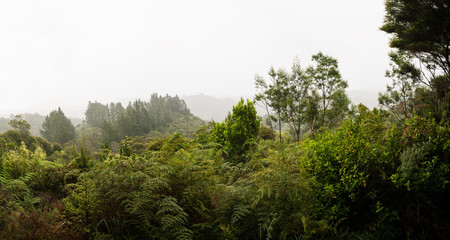 Jungle misty morning