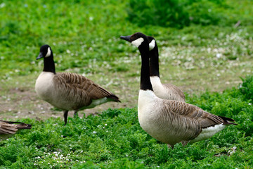 Canadian geese at Duddingston Loch, Scotland