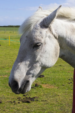 A close up of a beautiful young horses grey head and mane as it  stands in a field on a bright sunny day