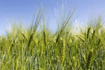 Obraz premium Roggenfeld, Nordrhein-Westfalen, Deutschland, Europa