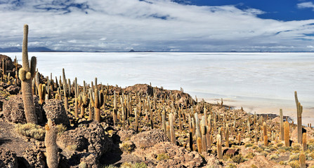 View from Isla Incahuasi over Salt Lake Uyuni (bolivia)