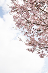 Cherry blossoms in Nijojo castle