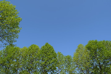 新緑と青空