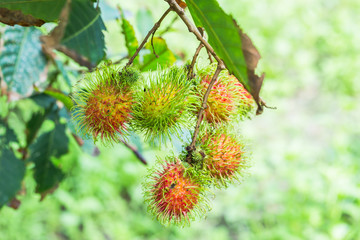 Fresh rambutan from orchard on the eastern part Thailand