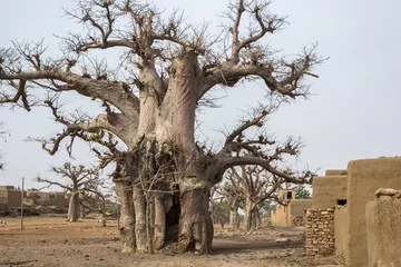 Rolgordijnen Baobab Reuzenbaobabboom in Pays Dogon, Mali, West-Afrika