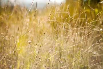 Beauty Grass flower background