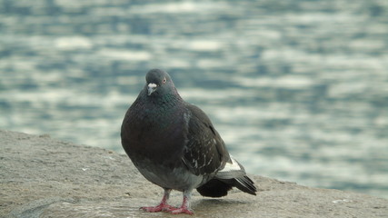 Pigeon (Columba livia)