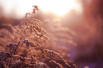 Beautiful vintage blossom background