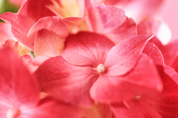 Fototapeta na wymiar Beautiful flowers of hortensia, closeup