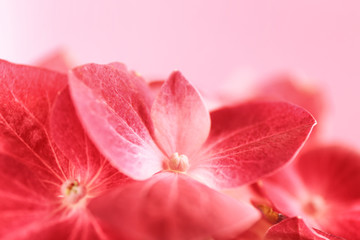 Beautiful flowers of hortensia, closeup