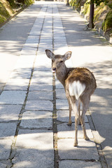 東大寺　参道にいる鹿