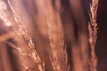 Beautiful vintage blossom background