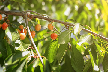 Branches with sweet cherry berries in garden on sunny day