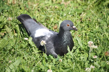 Un pigeon