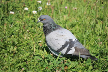 Un pigeon