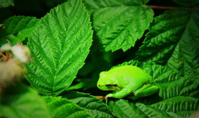 grenouille verte arboricole dans le jardin
