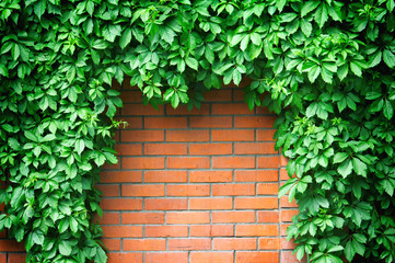 Fototapeta na wymiar Fence red brick wall with hop