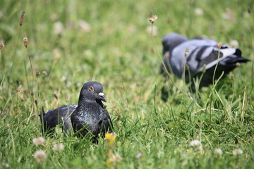Deux pigeons dans l'herbe