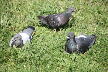Trois pigeons dans l'herbe