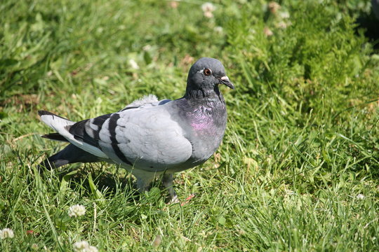 Un pigeon dans le pré