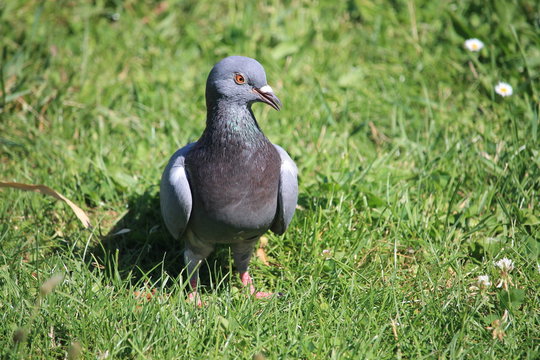 Un pigeon dans l'herbe